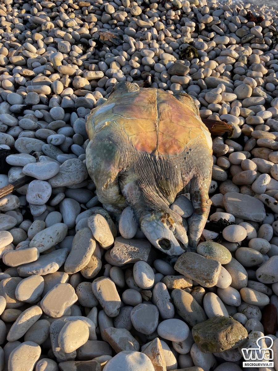 Spiaggia del Pretore: tartaruga spiaggiata
