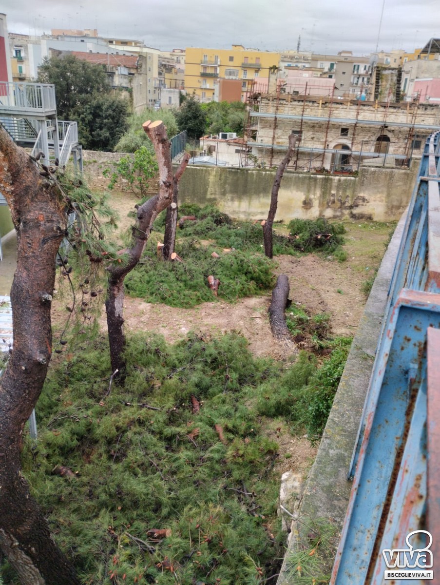 Alberi