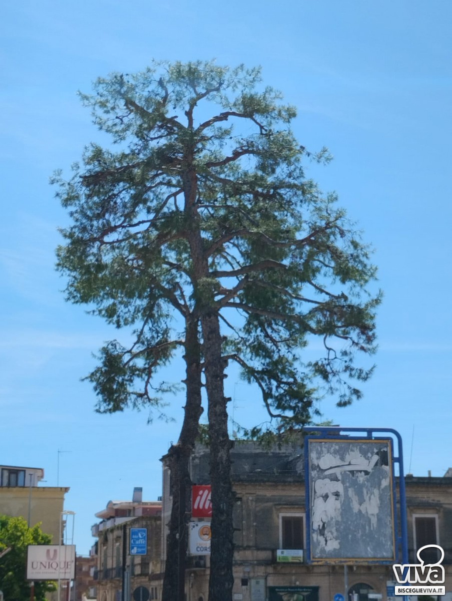 Albero potato