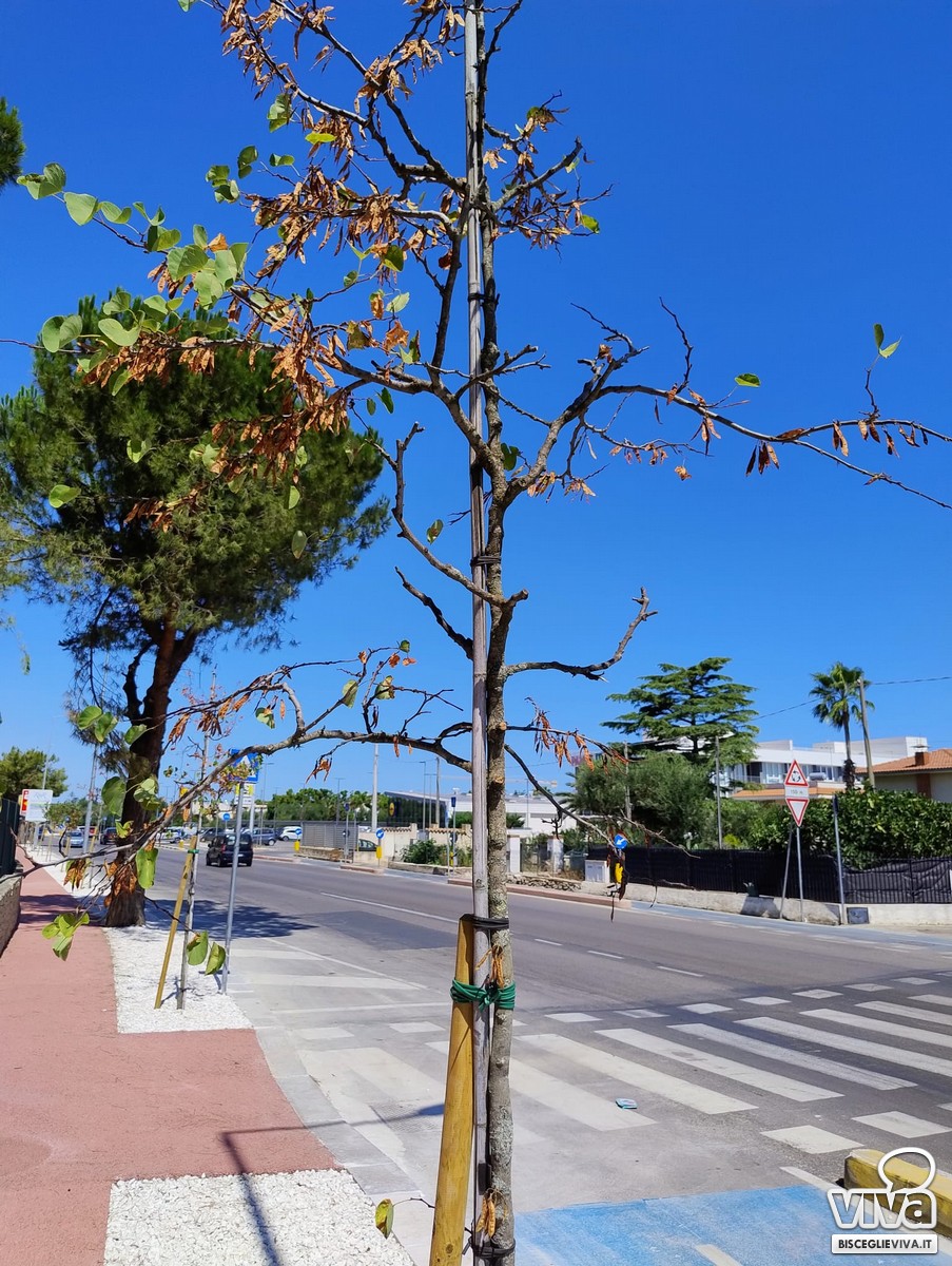 Alberi