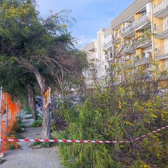 Grosso ramo cede in zona 167 a Bisceglie