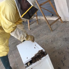 Sciame d'api recuperato in via Sant'Andrea