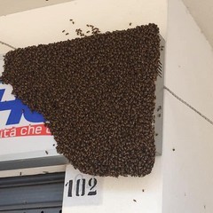 Sciame d'api recuperato in via Sant'Andrea