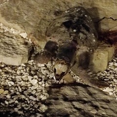 Bisceglie, carcassa di tartaruga avvistata sulla litoranea di Ponente