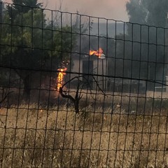 Di nuovo in fiamme la vegetazione tra Bisceglie e Trani