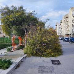 Grosso ramo cede in zona 167 a Bisceglie