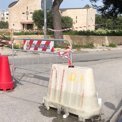 Crolla un albero in via Veneziano: morta una 12enne