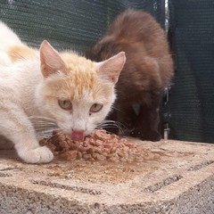 Colonie feline e randagi, amore e corretta alimentazione con le iniziative di ENPA Bisceglie