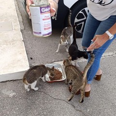 Colonie feline e randagi, amore e corretta alimentazione con le iniziative di ENPA Bisceglie