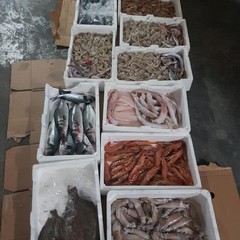 Sequestrati 50 kg di pesce a venditore abusivo biscegliese
