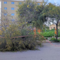 Grosso ramo cede in zona 167 a Bisceglie