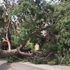 Crolla un albero in via Veneziano a Bisceglie: morta una 12enne
