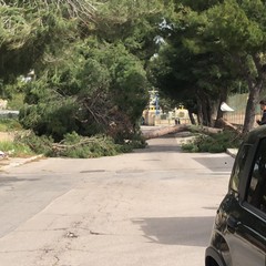 Crolla un albero in via Veneziano a Bisceglie: morta una 12enne
