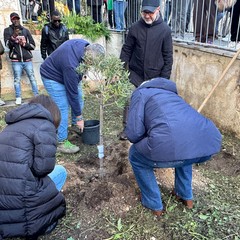 Piantumato l’ulivo di Gino nella sede di Bisceglie del CPIA
