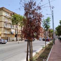 Lecci secchi in via Di Vittorio