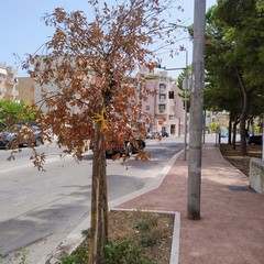 Lecci secchi in via Di Vittorio