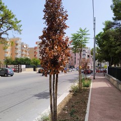 Lecci secchi in via Di Vittorio
