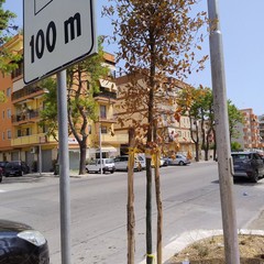 Lecci secchi in via Di Vittorio