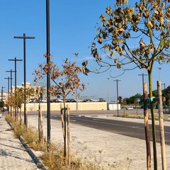 alberi secchi recente piantumazione