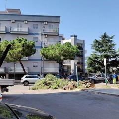 alberi via di vittorio