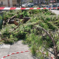 alberi via di vittorio