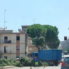 alberi via di vittorio