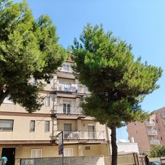 alberi via di vittorio