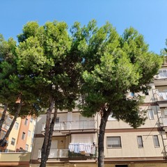 alberi via di vittorio