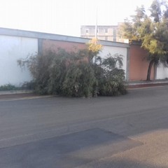 L'albero abbattuto dall'impatto con l'auto