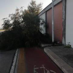 L'albero abbattuto dall'impatto con l'auto