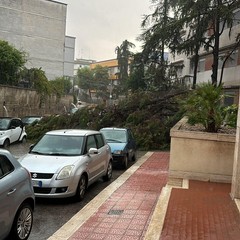 Albero Caduto in via pozzo marrone