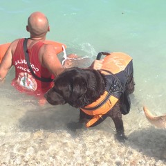 Cani da salvataggio impegnati in una dimostrazione sulle spiagge biscegliesi