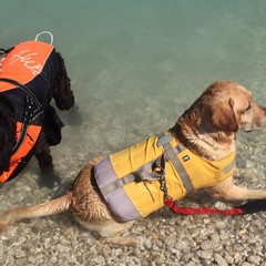 Cani da salvataggio impegnati in una dimostrazione sulle spiagge biscegliesi