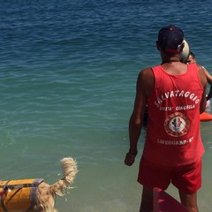 Cani da salvataggio impegnati in una dimostrazione sulle spiagge biscegliesi