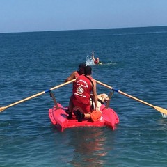 Cani da salvataggio impegnati in una dimostrazione sulle spiagge biscegliesi