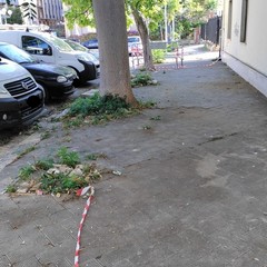 Bisceglie, l'albero in piazza Diaz dal quale si è staccato un grosso ramo a causa del forte vento