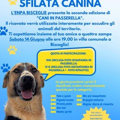 cani in passerella