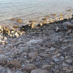 Carcassa di capra spiaggiata sul lungomare biscegliese