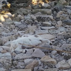 Carcassa di capra spiaggiata sul lungomare biscegliese