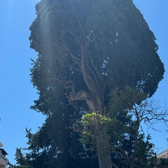 Cipresso Orto Schinosa