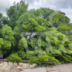 Carrara Enziteto, albero cade per il vento e colpisce un palo della luce