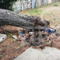 Carrara Enziteto, albero cade per il vento e colpisce un palo della luce