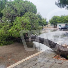 Albero caduto