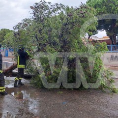 Altro albero caduto nei pressi della scuola Monterisi