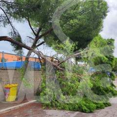 Cade un albero alla scuola Monterisi