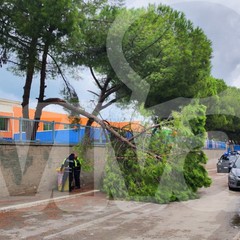 Cade un albero alla scuola Monterisi