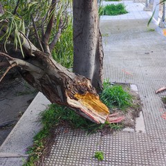 Grosso ramo cede in zona 167 a Bisceglie