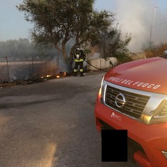 Di nuovo in fiamme la vegetazione tra Bisceglie e Trani