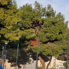 Verde pubblico, Spazio Civico Bisceglie