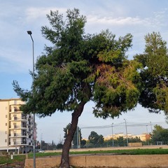 Verde pubblico, Spazio Civico Bisceglie